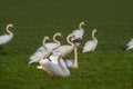 Group of white swans walking over green meadows in the winter Royalty Free Stock Photo