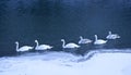 The Group of white swans, Winter seasson.