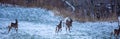 Group of white-tailed deer Odocoileus virginianus in a Wisconsin field running to the woods Royalty Free Stock Photo