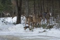 Group of white-tailed deer standing in woods, Rangelely, Maine. Royalty Free Stock Photo