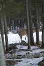 Group of white-tailed deer in woods, Rangelely, Maine. Royalty Free Stock Photo