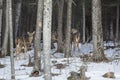 Group of white-tailed deer in woods, Rangeley, Maine. Royalty Free Stock Photo