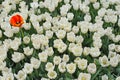 Group of white tulips and one red orange flower. Royalty Free Stock Photo