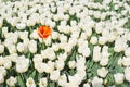 Group of white tulips and one red orange flower. Royalty Free Stock Photo