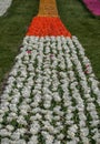 Group of white tulips. Selective focus. Colorful tulips photo background Royalty Free Stock Photo