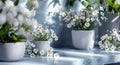 Group of White Vases Filled With White Flowers