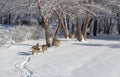 Group of whitetail deer walking along a snow covered trail on a winter day Royalty Free Stock Photo