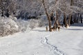 Group of whitetail deer walking along a snow covered trail on a winter day Royalty Free Stock Photo