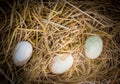 Group of whole white eggs on .Straw with copy space