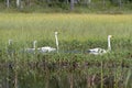 Whooper swans in marshland Royalty Free Stock Photo