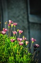 group of wild anemone flowers in full bloom