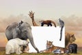 Group of wild animals blank photo frame Royalty Free Stock Photo