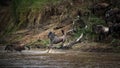 Group of wild animals jumping in a river in Tanzania Royalty Free Stock Photo