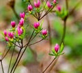 Group of Wild Appalachian Mountain Pink Azalea Buds Royalty Free Stock Photo