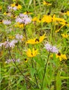 A Group of Wild Bergamot Wildflowers