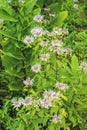 A Group of Wild Bergamot Wildflowers