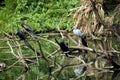 Wild Birds Resting On A Dead Tree Branches Over The Lake Water