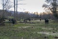 Group of wild black cows grazing in a field with fallen trees at sunset horizontal Royalty Free Stock Photo