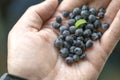 Group of wild blueberries on humans hand