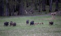 Group of wild boar with piglets in forest Royalty Free Stock Photo