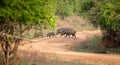 Group of wild boars crossing the gravel path in the Yala national park. A sounder of wild boars foraging on the Yala national park Royalty Free Stock Photo