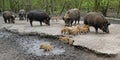 Wild boars foraging Royalty Free Stock Photo