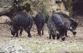 Group of wild boars foraging for food on sandy ground Royalty Free Stock Photo