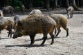 Wild boars looking for food in the forest Royalty Free Stock Photo