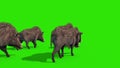 Group of wild boars green screen walks back 3D rendering animation