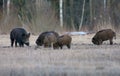 Group of wild boars in search of food on open ground in dusk evening Royalty Free Stock Photo