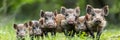 Group of Wild Boars, Sus scrofa, Piglets Standing in a Row on Green Grass, in the Forest Royalty Free Stock Photo
