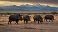 A group of wild boars walking across a desert landscape with mountains in the background Royalty Free Stock Photo
