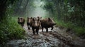 A group of wild boars walking through a muddy path in a dense forest Royalty Free Stock Photo