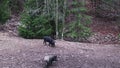 A group of wild boars with young pigs looking for food in the forest. A large herd of wild pigs of all ages in the forest