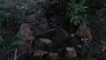 Group of wild brown mushrooms emerging from a tree trunk in a forest in Catalonia, Spain