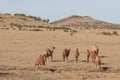 A group of  Wild camels grazing and foragingin the early sunrise of the Australian Outback Royalty Free Stock Photo