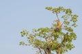 Group of wild Campbell`s mona monkeys sitting in tree top isolated against blue sky, Senegal, Africa Royalty Free Stock Photo