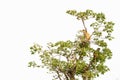 Group of wild Campbell`s mona monkeys sitting in tree top isolated against white, Senegal, Africa Royalty Free Stock Photo