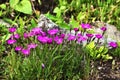 A group of wild carnations in nature