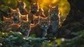 Group of wild cats in the forest in the summer evening.