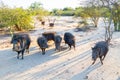 Group of wild Chacoan peccary, Paraguay Chaco, Gran Chaco, Paraguay, Latin America, South America. Royalty Free Stock Photo