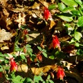 Group of Wild Columbine, Aquilegia Canadensis