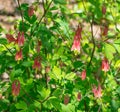 Wild Columbine, Aquilegia canadensis