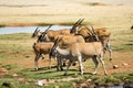 A group of wild Common Eland (Antelope) in Africa Royalty Free Stock Photo