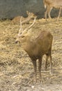 Wild dear in the zoo ,Thailand. Royalty Free Stock Photo