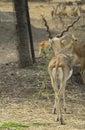Wild dear in the zoo ,Thailand. Royalty Free Stock Photo