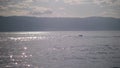 Group of wild dolphins swimming, porpoising, jumping out of water in the sea .