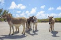 Wild Donkeys In A Lot Royalty Free Stock Photo