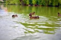 Group of wild ducks mallards in lake Royalty Free Stock Photo