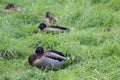 Group Wild ducks